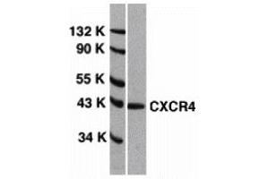 Western Blotting (WB) image for anti-Chemokine (C-X-C Motif) Receptor 4 (CXCR4) (Extracellular Loop) antibody (ABIN1030841) (CXCR4 anticorps  (Extracellular Loop))