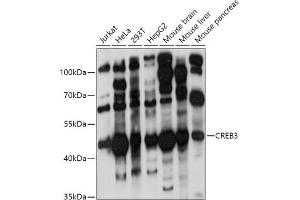Western blot analysis of extracts of various cell lines, using CREB3 antibody (ABIN6128862, ABIN6139013, ABIN6139015 and ABIN6222241) at 1:1000 dilution.