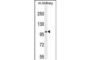 GRIA4 Antibody (Center) (ABIN654681 and ABIN2844375) western blot analysis in mouse kidney tissue lysates (35 μg/lane).