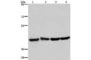 Western Blot analysis of Human fetal liver and brain tissue, 293T and Hela cell using DRG1 Polyclonal Antibody at dilution of 1:350 (DRG1 anticorps)