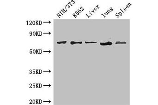IL23R antibody  (AA 15-125)