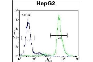 SERPINI1 Antibody (N-term) (ABIN654346 and ABIN2844114) flow cytometric analysis of HepG2 cells (right histogram) compared to a negative control cell (left histogram). (Neuroserpin anticorps  (N-Term))