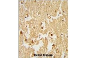 Formalin-fixed and paraffin-embedded human brain tissue reacted with ESRRB Antibody (Center), which was peroxidase-conjugated to the secondary antibody, followed by DAB staining. (ESRRB anticorps  (AA 275-305))