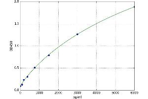L1 Cell Adhesion Molecule (L1CAM) ELISA Kit