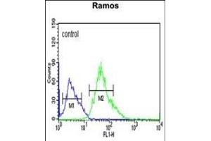 CORO6 Antibody (Center) (ABIN651025 and ABIN2840041) flow cytometric analysis of Ramos cells (right histogram) compared to a negative control cell (left histogram). (Coronin 6 anticorps  (AA 196-224))
