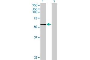 Western Blot analysis of CYP3A7 expression in transfected 293T cell line by CYP3A7 MaxPab polyclonal antibody.