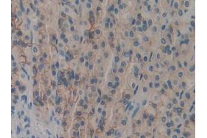 DAB staining on IHC-P; Samples: Rat Stomach Tissue