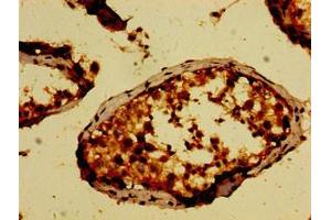 Immunohistochemistry of paraffin-embedded human testis tissue using ABIN7169116 at dilution of 1:100