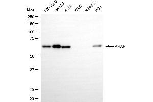 Western blotting analysis using ARAF antibody (ABIN7800798). (Recombinant ARAF anticorps)