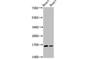 Western Blot Positive WB detected in: Rat heart tissue, Mouse heart tissue All lanes: C3orf14 antibody at 2. (C3ORF14 anticorps  (AA 9-128))