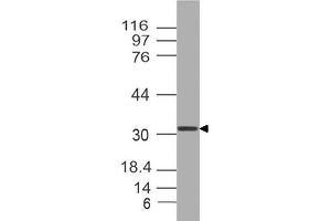 Image no. 1 for anti-Orthodenticle Homeobox 2 (OTX2) (AA 1-204) antibody (ABIN5027412) (OTX2 anticorps  (AA 1-204))
