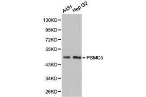 Western Blotting (WB) image for anti-Proteasome (Prosome, Macropain) 26S Subunit, ATPase, 5 (PSMC5) antibody (ABIN1874386) (PSMC5 anticorps)