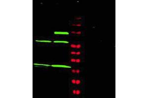 Western blot using Affinity Purified anti-MAD2L1 antibody shows detection of a predominant band at ~24 kDa corresponding to MAD2L1 (arrowhead) present in Jurkat (lane 1) and HeLa (lane 2) whole cell lysates using the 800 nm channel (green). (MAD2L1 anticorps  (AA 3-13))
