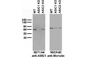 Immunoblot versus whole brain lysates from adult WT, ASIC1 KO and ASIC2 KO mice probed with N271/44 (left) and N52A/42 (right) TC supe.
