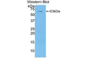 Western Blotting (WB) image for anti-Sulfatase 1 (SULF1) (AA 609-871) antibody (ABIN1860661) (SULF1 anticorps  (AA 609-871))