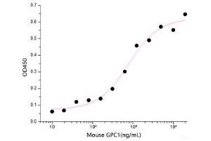 ELISA image for Glypican 1 (GPC1) (Active) protein (His tag) (ABIN7320535)