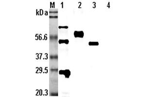 Western blot analysis using anti-CD137 (human), pAb  at 1:5,000 dilution.