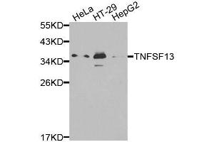 Western blot analysis of extracts of various cell lines, using TNFSF13 antibody. (TNFSF13 anticorps  (AA 105-247))