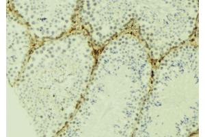 ABIN6277135 at 1/100 staining Mouse testis tissue by IHC-P.