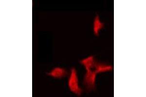 ABIN6275300 staining Hela by IF/ICC. (NBPF5 anticorps)