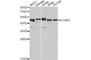 Western blot analysis of extracts of various cell lines, using ATXN3 antibody. (Ataxin 3 anticorps)