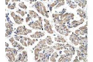 GTPBP9 antibody was used for immunohistochemistry at a concentration of 4-8 ug/ml to stain Skeletal muscle cells (arrows) in Human Muscle. (OLA1 anticorps)