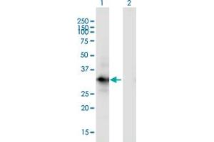 Western Blot analysis of MORG1 expression in transfected 293T cell line by MORG1 monoclonal antibody (M02), clone 4E12. (MORG1 anticorps  (AA 171-262))
