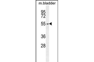 FBXW8 Antibody (Center) (ABIN654676 and ABIN2844371) western blot analysis in mouse bladder tissue lysates (35 μg/lane). (FBXW8 anticorps  (AA 270-299))