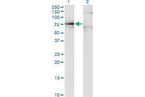 Western Blot analysis of DMD expression in transfected 293T cell line by DMD monoclonal antibody (M07), clone 3A11. (Dystrophin anticorps  (AA 1-635))