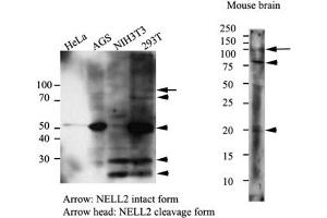 Western Blotting (WB) image for anti-NEL-Like 2 (Chicken) (NELL2) antibody (ABIN2451574) (NELL2 anticorps)