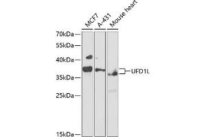 Western blot analysis of extracts of various cell lines, using UFD1L antibody (ABIN1683208, ABIN5664259, ABIN5664261 and ABIN6220174) at 1:1000 dilution. (UFD1L anticorps  (AA 1-307))