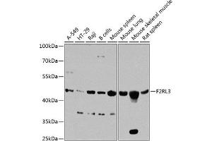 Western blot analysis of extracts of various cell lines, using F2RL3 antibody (ABIN6133491, ABIN6140408, ABIN6140409 and ABIN6224543) at 1:1000 dilution. (F2RL3 anticorps  (AA 20-150))