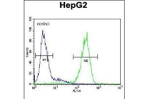 Flow cytometric analysis of HepG2 cells (right histogram) compared to a negative control cell (left histogram). (SERPINH1 anticorps  (C-Term))