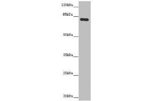 Western blot All lanes: MOCS1 antibody at 5. (MOCS1 anticorps  (AA 90-360))