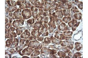 Image no. 2 for anti-Cell Division Cycle 123 Homolog (CDC123) antibody (ABIN1497389)