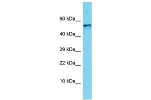 Host: Rabbit Target Name: Bmp5 Sample Type: Rat Brain lysates Antibody Dilution: 1. (BMP5 anticorps  (C-Term))