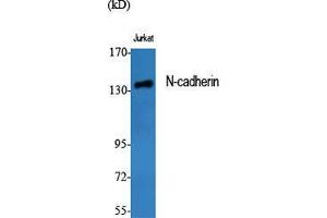 Western Blot (WB) analysis of specific cells using N-cadherin Polyclonal Antibody. (N-Cadherin anticorps  (C-Term))