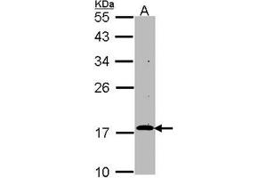 AP31130PU-N RGS17 antibody staining of HepG2 (Lane A) whole cell lysate (30 µg) at 1/1000 dilution, 12% SDS PAGE.