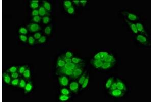 Immunofluorescent analysis of PC-3 cells using ABIN7176539 at dilution of 1:100 and Alexa Fluor 488-congugated AffiniPure Goat Anti-Rabbit IgG(H+L) (Zinc Finger Protein 816A (ZNF816A) (AA 1-200) anticorps)