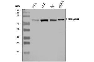Western blot analysis of SH3KBP1 using anti-SH3KBP1 antibody (ABIN7600938). (SH3KBP1 anticorps  (AA 256-629))