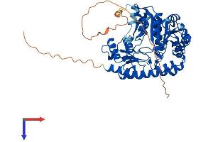 AlphaFold protein structure predicition of Human Recombinant ACCS Protein, UniprotID Q96QU6