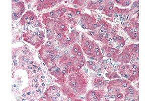 Anti-AIMP1 / EMAP II / p43 antibody IHC staining of human pancreas. (AIMP1 / EMAP II (AA 137-149) anticorps)