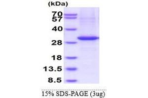 SDS-PAGE (SDS) image for Kallikrein-Related Peptidase 15 (KLK15) (AA 22-256) protein (His tag) (ABIN5853543)