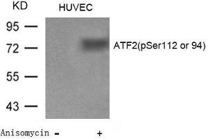 Western blot analysis of extracts from Huvec cells untreated or treated with Anisomycin using ATF2(Phospho-Ser112 or 94) Antibody. (ATF2 anticorps  (pSer112))