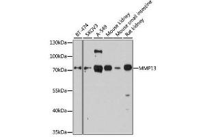 Western blot analysis of extracts of various cell lines, using .