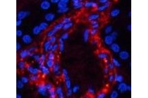 Immunofluorescence analysis of Human kidney tissue using Phospho-Catenin beta (Ser37) Polyclonal Antibody at dilution of 1:200