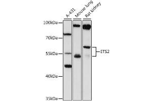 Western blot analysis of extracts of various cell lines, using ETS2 antibody (ABIN4903614) at 1:1000 dilution. (ETS2 anticorps)