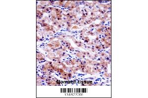 USP43 Antibody immunohistochemistry analysis in formalin fixed and paraffin embedded human stomach tissue followed by peroxidase conjugation of the secondary antibody and DAB staining.