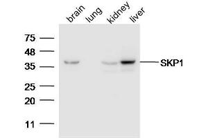 Lane 1: Mouse brain lysates Lane 2: Mouse lung Lane 3: Mouse Kidney Lane 4: Mouse Liver probed with Anti-SKP1 Polyclonal Antibody, Unconjugated  at 1:5000 for 90 min at 37˚C. (SKP1 anticorps  (AA 81-163))
