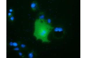 Immunofluorescence (IF) image for anti-Family with Sequence Similarity 84, Member B (FAM84B) antibody (ABIN1498207) (FAM84B anticorps)